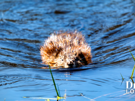 Michigan 1st District Photo of the Day — Arenac County